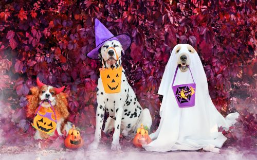 3 dogs dressed in halloween costume 