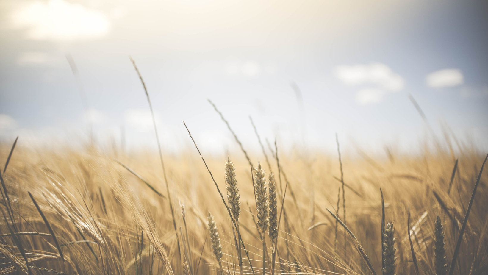 In memory fields